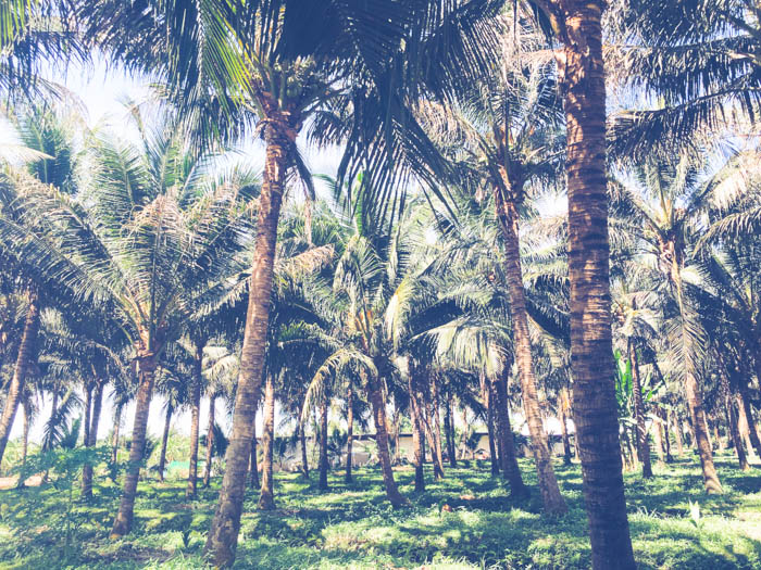 Maprao organic coconut water farm